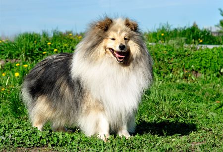 A kutya epilepsziája, görcsök - Mancsok Állatorvosi Rendelők